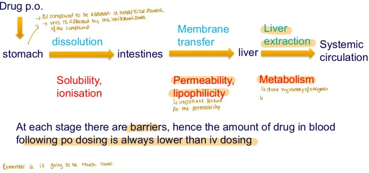 <p>Oral drugs face barriers like <strong>Dissolution, Solubility, Permeability</strong></p><p>• The drug must <strong>dissolve in the stomach to be absorbed</strong>. <mark data-color="yellow" style="background-color: yellow; color: inherit">Insoluble compounds form suspensions, pass through the intestines, and are eliminated in feces without absorption.</mark></p><p><strong><u>Solubility, influenced by the compound's ionization state.), absorption in the Intestines</u></strong></p><p>• The dissolved drug must <mark data-color="yellow" style="background-color: yellow; color: inherit">cross the intestinal membrane</mark> to enter the bloodstream.</p><p><strong><u>Permeability, determined by the compound's lipophilicity.), permeability, and liver metabolism</u></strong></p><p>• After absorption, the drug passes through the liver, where it may be metabolized by various enzymes <mark data-color="yellow" style="background-color: yellow; color: inherit">(</mark><strong><mark data-color="yellow" style="background-color: yellow; color: inherit">CYP450: CYP3A4 / CYP2D6 / CYP2C9 / CYP1A2)</mark></strong>. This <mark data-color="yellow" style="background-color: yellow; color: inherit">reduces the amount of active drug reaching systemic circulation.</mark></p>