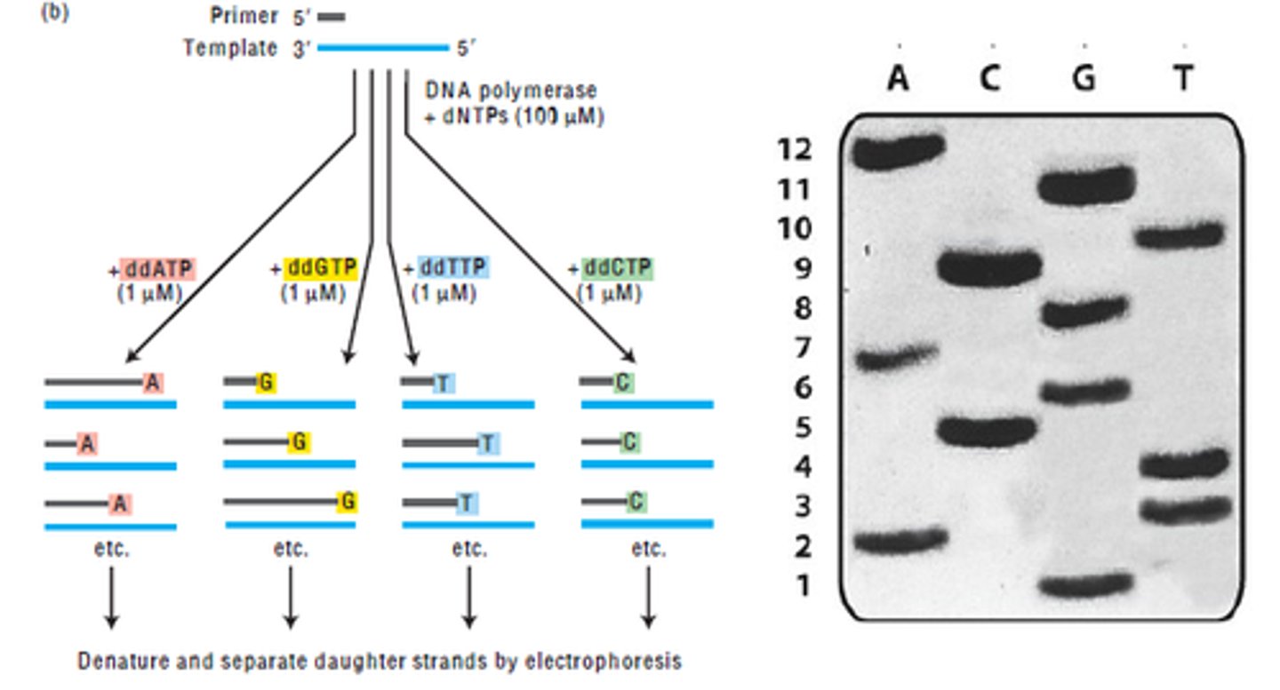 <p>1) DNA is denatured and split into 2 strands, mutliple copies made of sense strand</p><p>2) free nucleotides added</p><p>3) mixture split between 4 test tubes, each text tube has a specific chain terminator added that terminates at a specific base. nucleotides are added to the DNA are bind to sense strand, chain terminators add at random points, all bases are covered by the end.</p><p>4) It is then undergoes polyacrylamide gel electrophoresis where each well creates a band for each base</p><p>(Dye labelled DNA can undergo electrophoresis in a capillary gel and have a laser scanned through them to detect the colour fo the dye, which then pieces the DNA sequence together as the smallest sequences will be at the top and largest at the bottom. )</p><p>The method has been fully automated; a sequence read of ~1000 bases costs a few .</p>