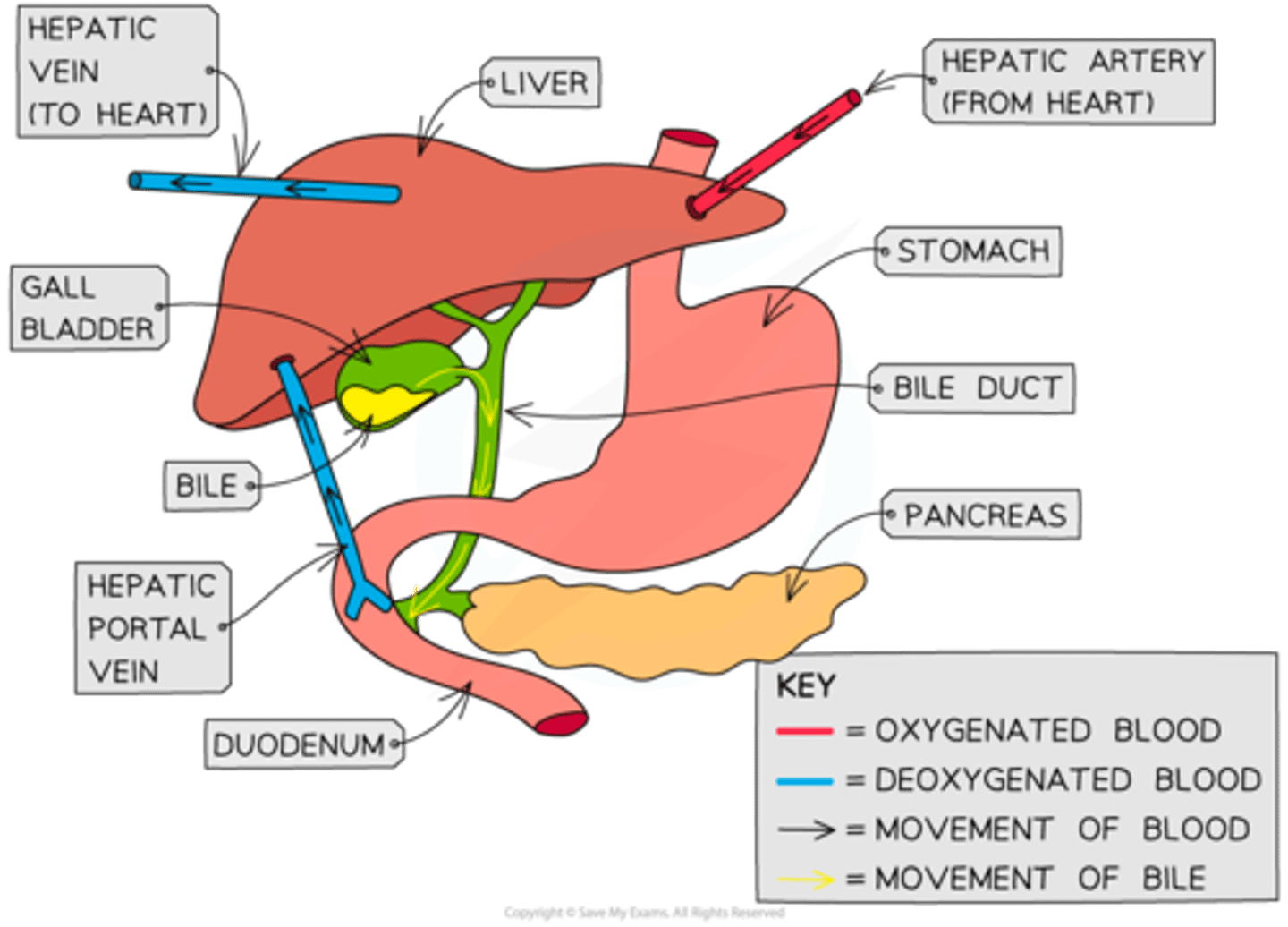 <p>Liver lobules are connected to:</p><p>Hepatic artery (supplies oxygenated blood)</p><p>Hepatic vein (carries away deoxygenated blood)</p><p>Hepatic portal vein (brings nutrient-rich blood from the intestines)</p><p>Bile duct (transports bile to gallbladder)</p>