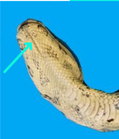 <p>center of lower jaw bones to the throat</p>