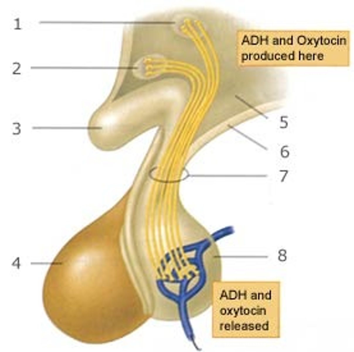 <p>1. vasopressin (antidiuretic hormone, ADH)</p><p>- formed in supraoptic nucleus of hypothalamus</p><p>- controls blood pressure, rate of water excretion</p><p>- stimulated by: low BP, salty/low water, RAS activation</p><p>2. oxytocin </p><p>- formed in paraventricular nucleus of hypothalamus</p><p>- positive feedback effect during child labor, milk expression</p><p>- have similar structures</p>