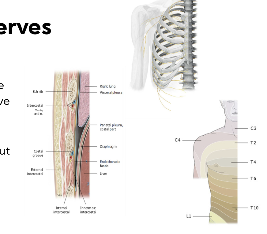run from posterior to anterior 

alongside intercostal artery and intercostal vein 

\
“VAN” 

* Superior to Inferior 
  * vein, artery, nerve 
* Travels in costal groove (inferior to rib) for protection 
* Provides segmental innervation throughout the thorax 