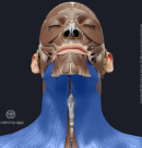 <p>What is the name of this Muscle? (Blue)</p>