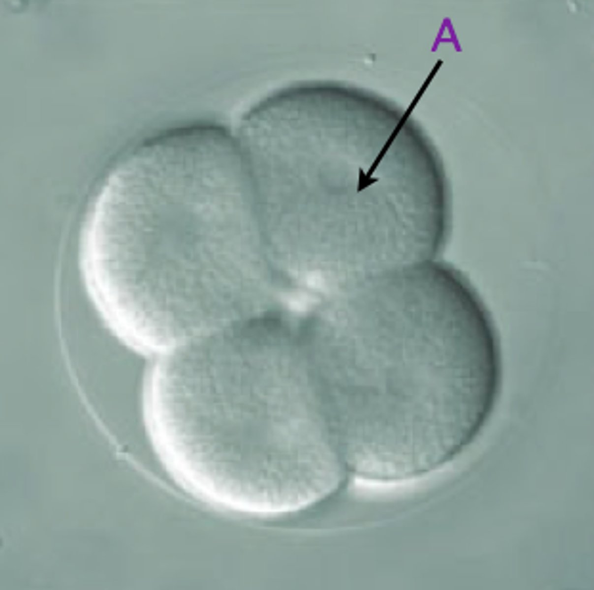 <p>During cleavage: the early undifferentiated cells</p>