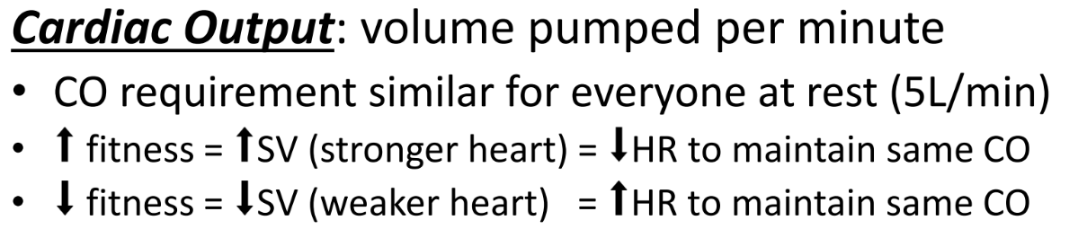 <p>5L/min CO requirement at rest</p><ul><li><p>Higher Fitness results in a stronger heart that has greater stroke volume. Because of this, the heart does not need to beat as often, resulting in a lower resting heart rate </p></li><li><p>Lower fitness results in a weaker heart that has lower stroke volume. Because of this the heart needs to beat more frequently, resulting in a higher resting heart rate </p></li></ul><p></p>