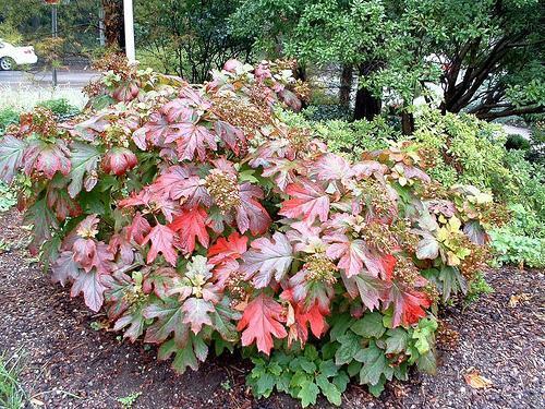 <p>Hydrangea quercifolia</p>