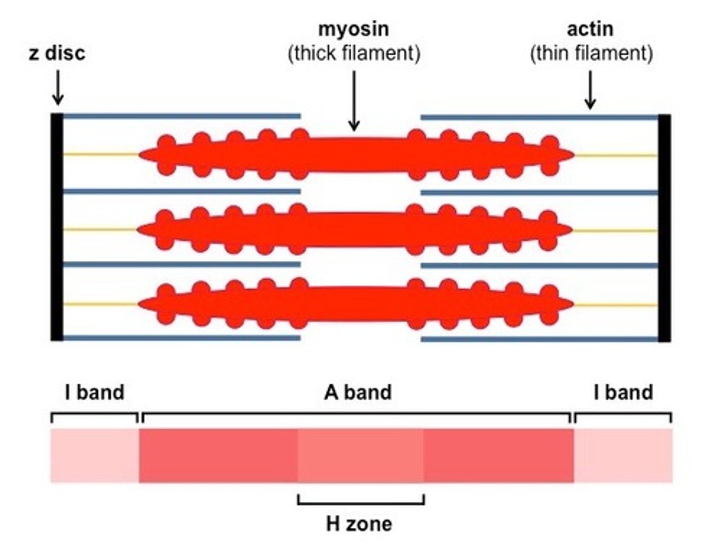 <p>- Draw 2 Z-lines</p><p>- Ensure heads are present on myosin filaments</p><p>- Connect actin filaments to the Z-line</p><p>- Label the light and dark bands</p><p>- Show the position of the H-zone</p>