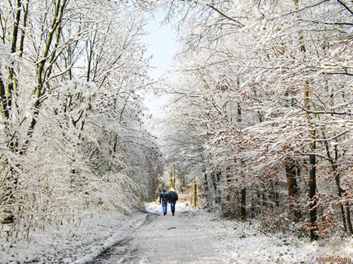 <p>winter</p>