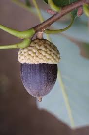 <p><span>Acorn, cup thin, scales flat to slightly warty smaller than Q. alba, nut dark brown to black when ripe.</span></p>