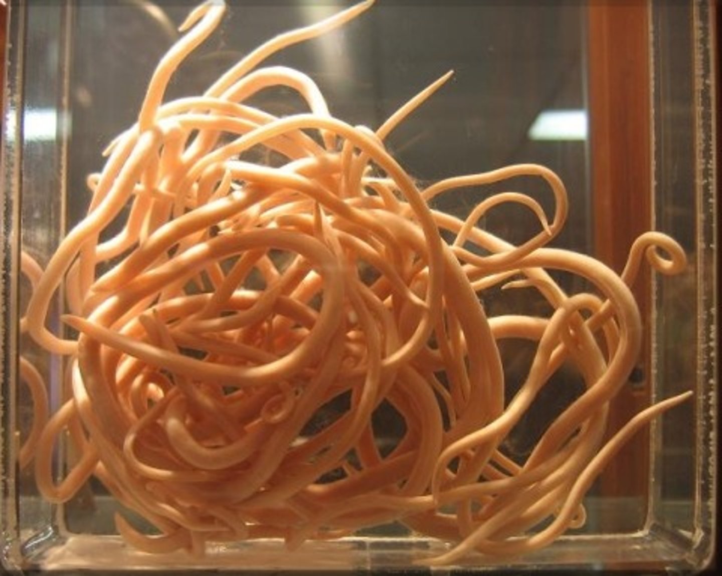 <p>through direct transmission from infected to uninfected hosts</p><p>----------------</p><p>EXAMPLES: (internal parasite)</p><p>- roundworms live in the digestive tract of mammals</p>