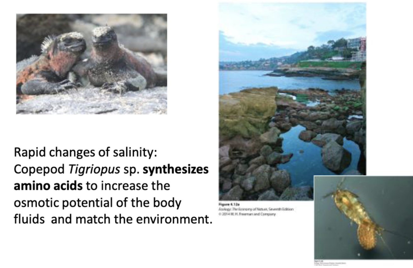 <p>Rapid changes of salinity: </p><p>Copeped trigous sp - synthesis amino acids to increase the osmotic (osmosis: flow of water) potential to the body fluids and match the environment&nbsp;</p>