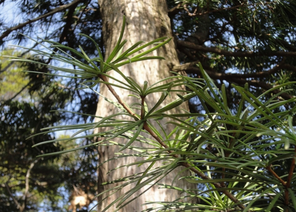 <p>Sciadopitys verticillata</p>