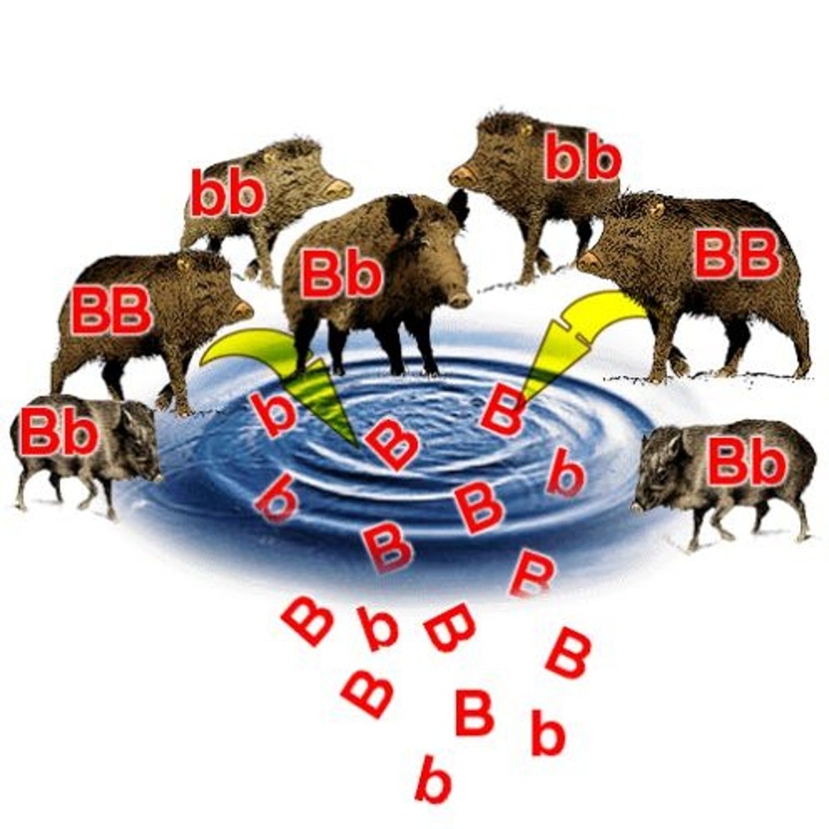 <p>All of the alleles in all the individuals that make up a population</p>