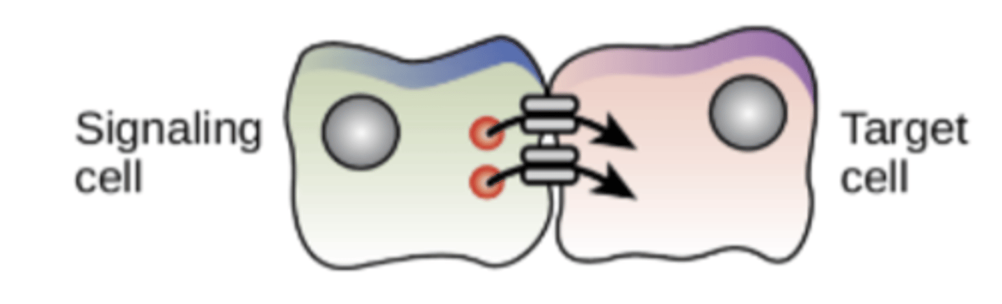 <p>Hormones that spread from one cell to another through connective gap-junctions.</p>