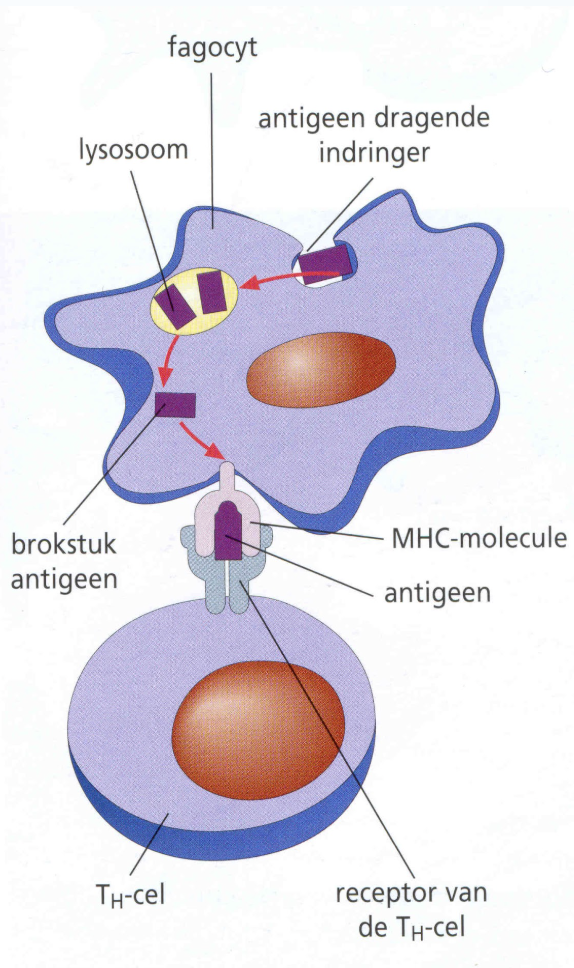 <p>Aanwezigheid van <strong>specifieke glycoproteïnen</strong> (MHC-moleculen) in het celmembraan.</p>