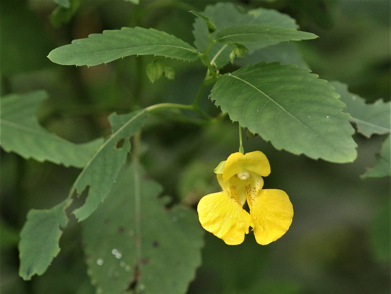 <p>pale jewelweed</p>