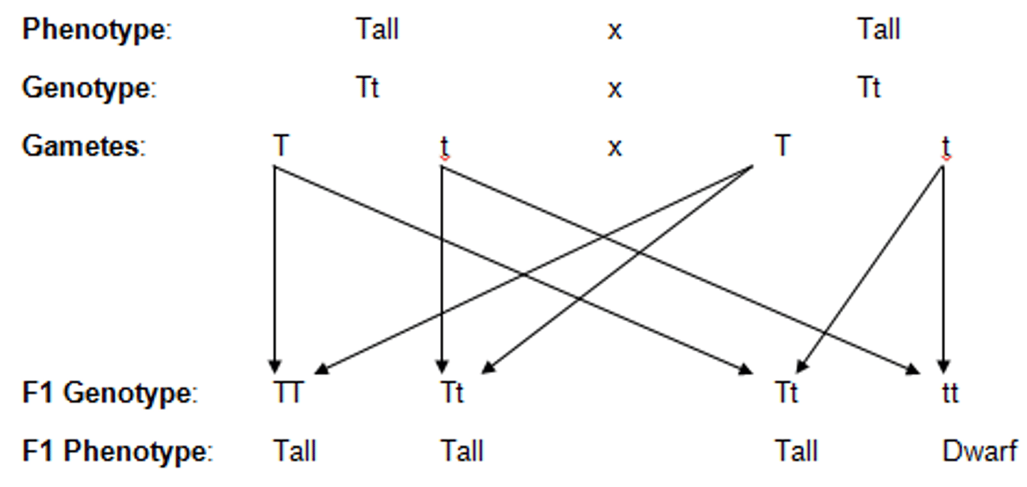 <p>Finding the possible phenotypic ratio for offsprings</p>