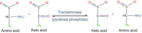<p>conversion of keto-acids and AAs through loss of alpha amino group via double displacement by transaminases; alpha keto acids essential for metabolism in right quantiy ie not too much or too little</p>