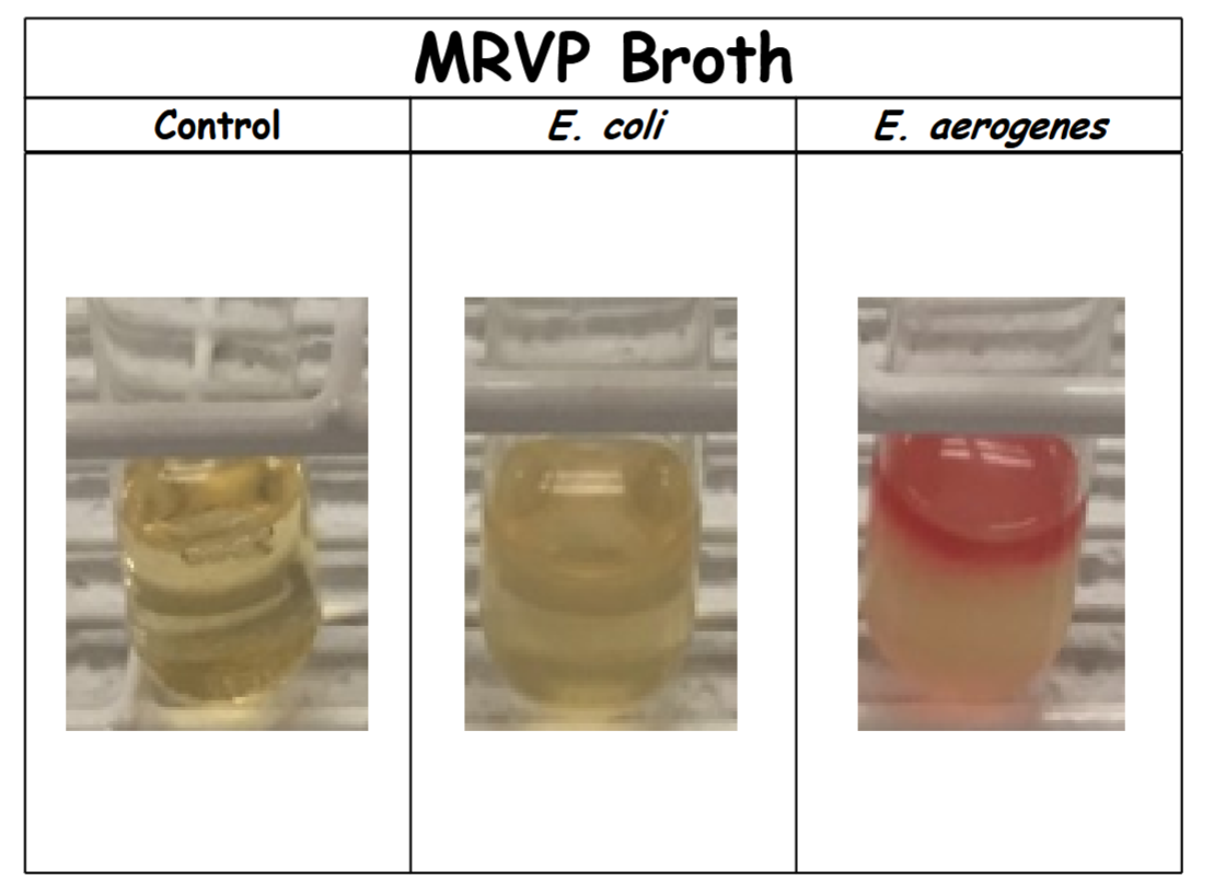 <p>control: no color change (-). Organism does not perform a 2,3-butanediol fermentation (acetoin was not produced or not detectable).</p><p>E. coli: no color change (-).&nbsp;Organism does not perform a 2,3-butanediol fermentation (acetoin was not produced or not detectable).</p><p>E. aerogenes: red (+).&nbsp;Organism performs a 2,3-butanediol fermentation (acetoin was produced)</p>