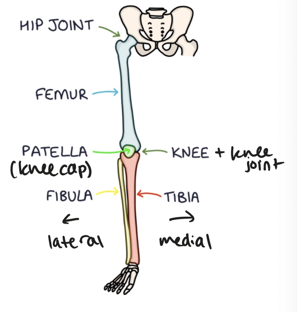 <p>at the front of the knee joint, i.e. the kneecap </p>