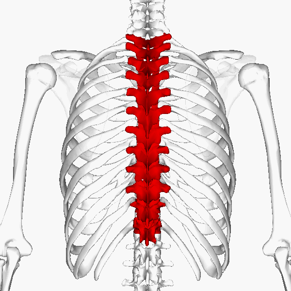<p>They have a <strong>heart-shaped</strong> body and attach to ribs</p><p></p>