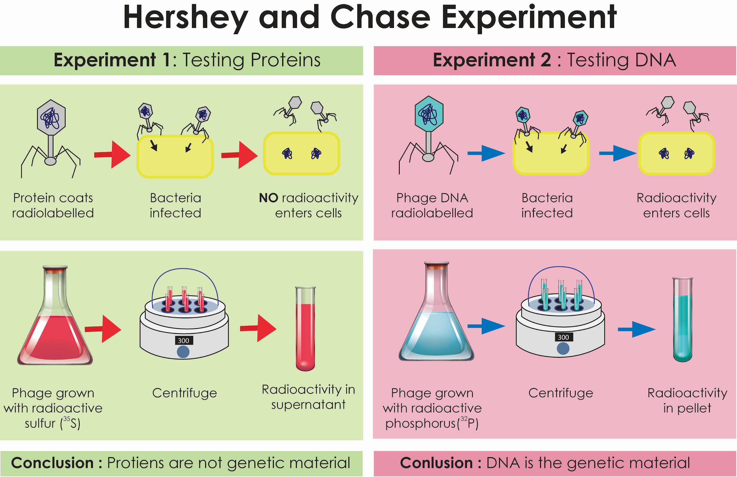 <p>Hershey Chase Experiment: use of radioactive bacteriophages (expt 1 with radiolabelled viral protein coats, expt 2 with radiolabelled viral dna) to infect bacterial cells to observe if radioactivity was transferred to bacterial cells.</p>