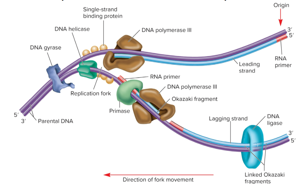 <p>covalently links sugar-phosphate backbone of DNA molecules with sticky or blunt ends in Okazaki fragments together by catalyzing formation of covalent (ester) bond</p>