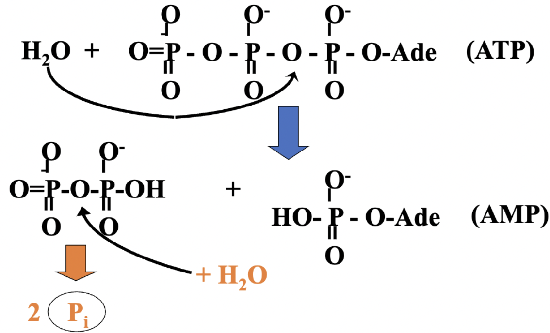 <p>what occurs in the second reaction? </p>