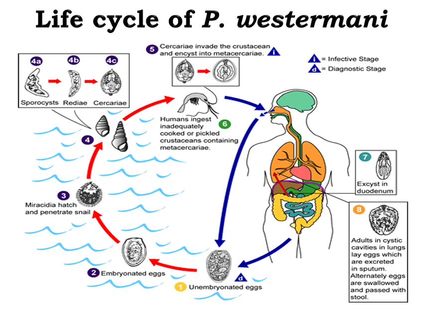 <p>Mainly: </p><ul><li><p>We ingest crustaceans bearing the encysted form: Metacercariae </p></li><li><p>They excyst in the duodenum </p></li><li><p>Adults are found in lungs, where they lay eggs which are then excreted in the sputum or re-swallowed and passed in stools</p></li><li><p>The form in stools is embryonated eggs</p></li></ul><p></p>