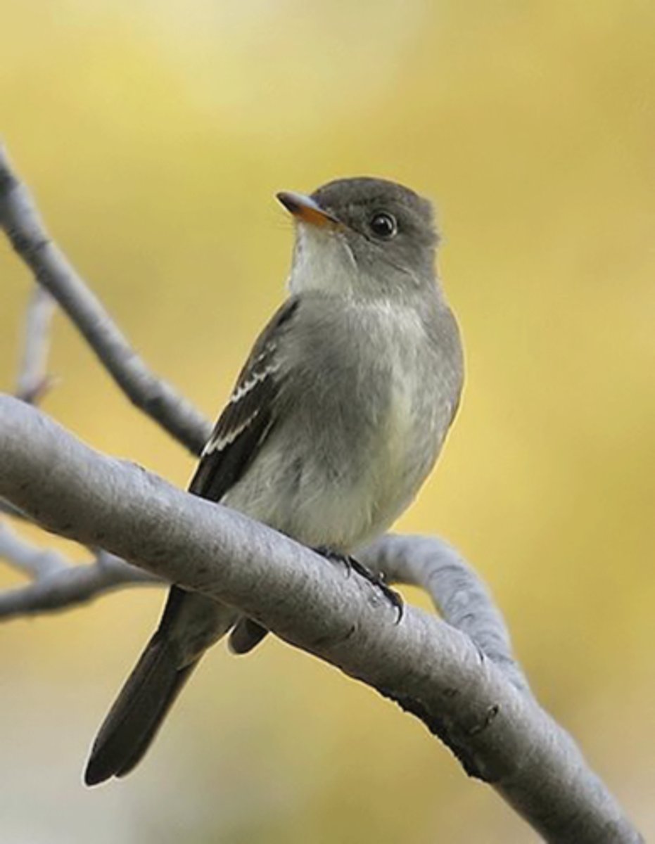 <p>Passeriformes</p><p>Tyrannidae</p>