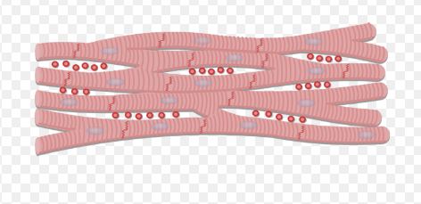 <p>what type of muscle tissue is this</p>