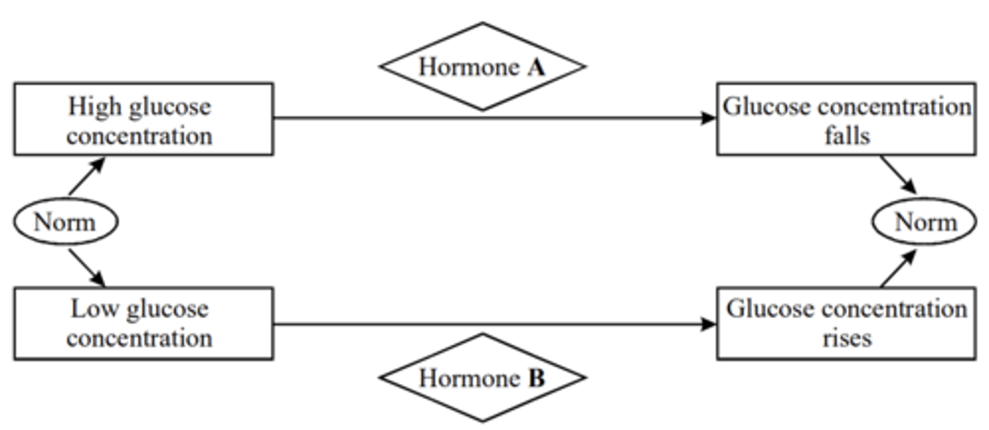 <p>(a) (i) A = insulin<br>(ii) B = glucagon<br><br>(b) - Hormone B acts on liver cells; <br>- causing conversion of glycogen into glucose; <br>- via action of an enzyme; gluconeogenesis;</p>