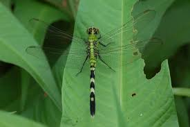 <p>Dragonflies/Skimmers</p>