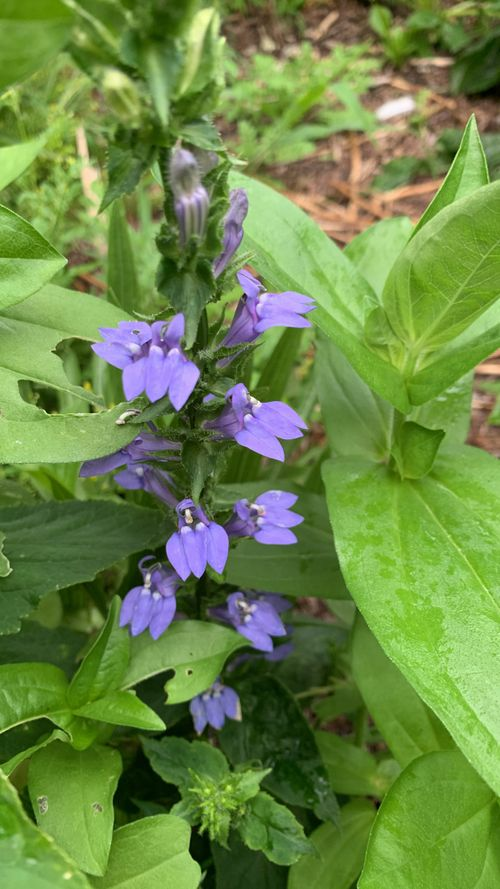 <p>Fused corolla divided into two lips, no globous looking structure at base, stamens aggregated around style, bluish white flowers, slit-like openings at base of flower, calyx has oracles</p>