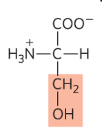 <p>Ser, S, polar and uncharged </p>