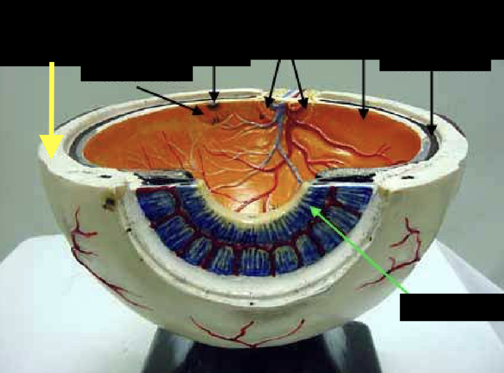 <p>what is this part of the eye?</p>