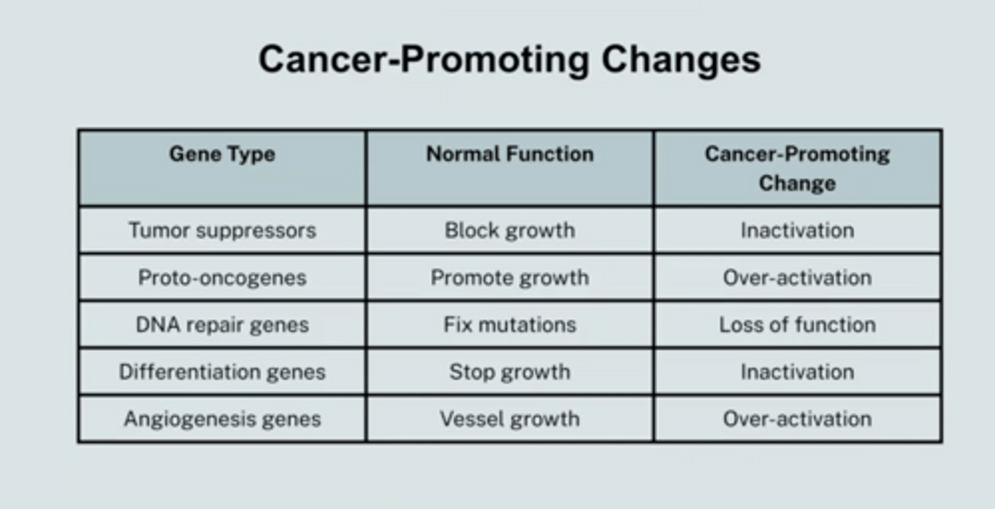 <p>know gene type, normal funciton, cancer-promoting change</p>