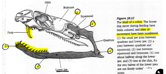 <ul><li><p>Have <strong>few neck and tail vertebrae, most of animal is thorax</strong></p></li><li><p><strong>lack pectoral and pelvic girdles</strong></p><ul><li><p>some species have vestigial (tiny) ones e.g. pythons and boas, used for mating (not locomotion)</p></li></ul></li><li><p>Elongation of body lead to a reduction in diameter but have a very <strong>flexible jaw with lots of points of articulation</strong> to eat a wide variety of prey</p></li><li><p>Have <strong>backward facing teeth</strong>→ push prey back into oesophagus</p></li><li><p><strong>Feed live</strong></p></li></ul>