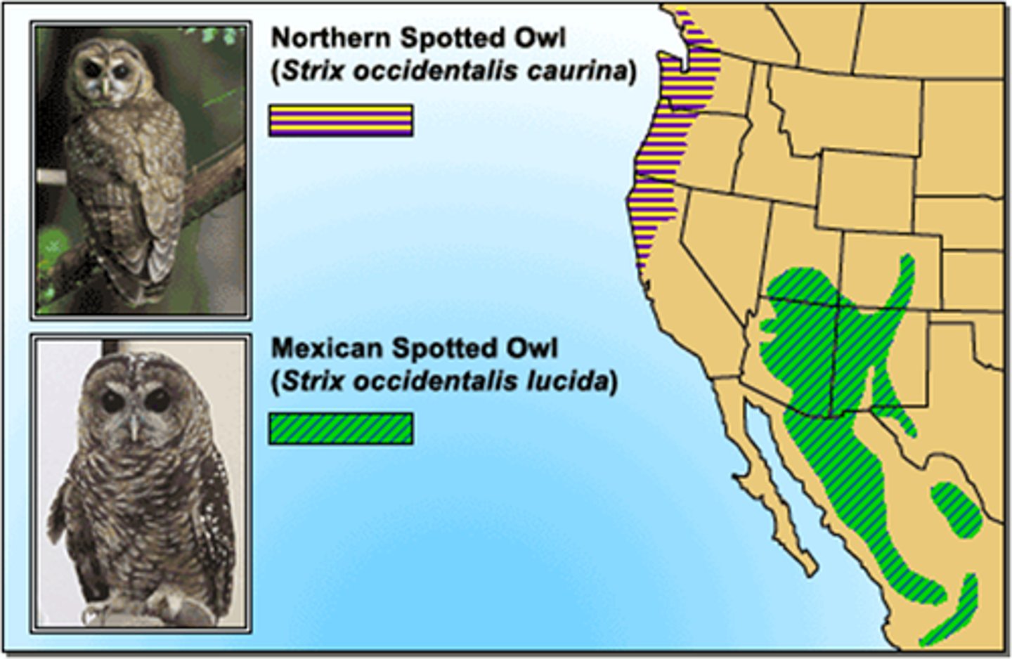<p>An area where a particular species lives in nature</p>