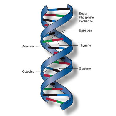 it's genetic information found in the nucleus of each cell.
Is passed down from parent to child in the form of chromosomes