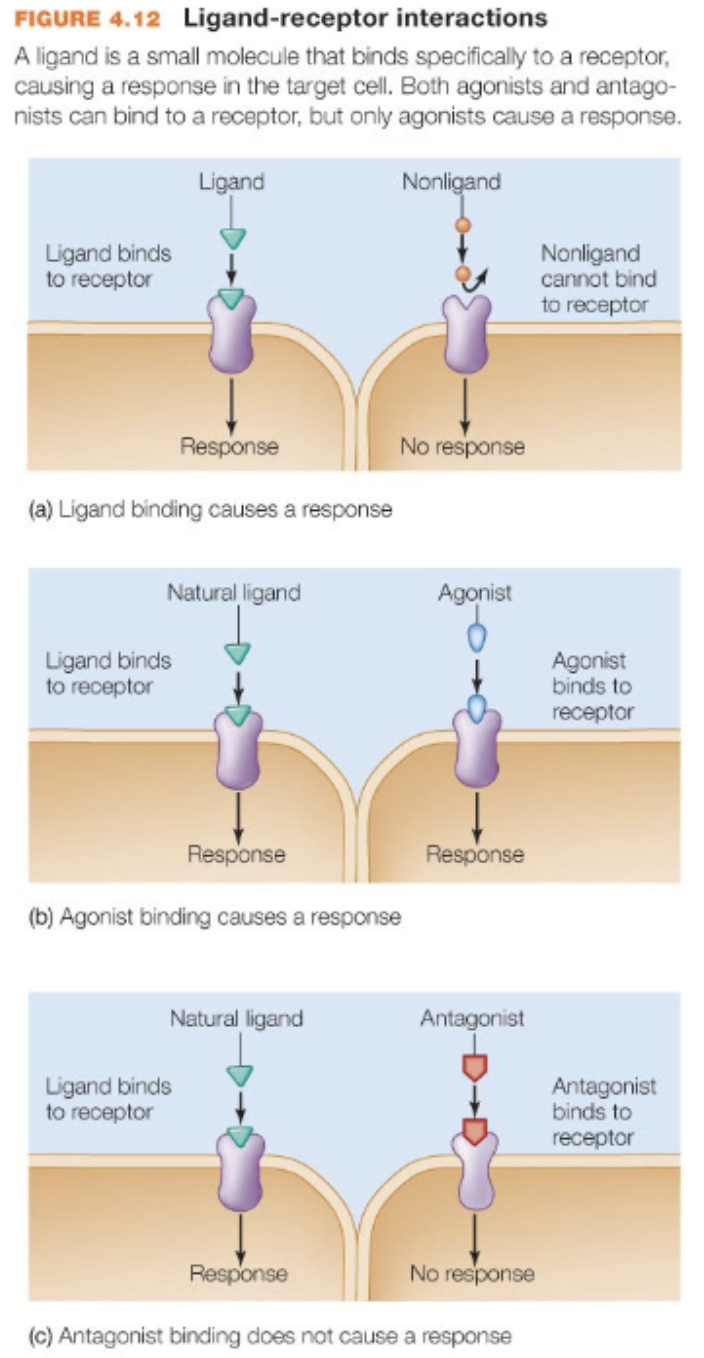 <p>a target for a ligand and binding elicits (causes signal transduction) or prevents a response (stops/prevents signal transduction)</p>