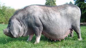 <p>Black with wrinkled skin, long droopy ears • Small to medium size • Originates in China •</p><p>Introduced to the US in 1989 • Slow growth rate • Early maturity • Large amount of back fat •</p>