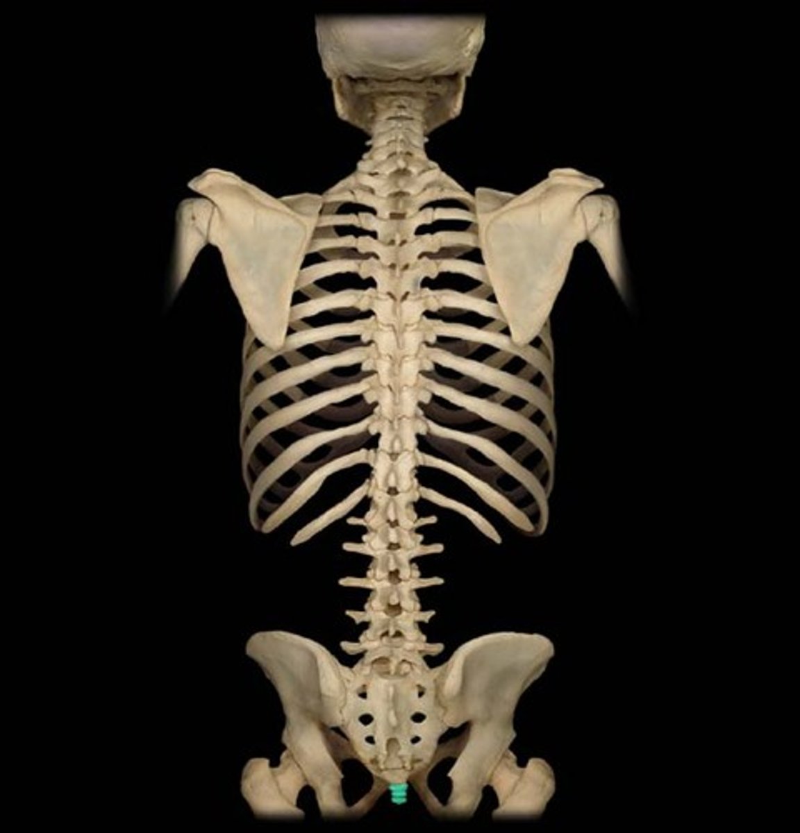 <p>bone underneath sacrum (tailbone)</p>