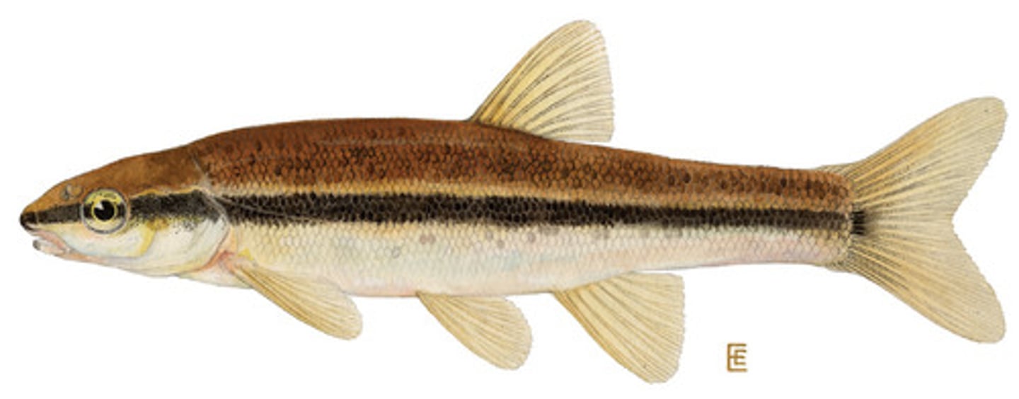 <p>small minnow, tiny scales, common stream fish, riffles, feed on aquatic macroinvertebrates</p>
