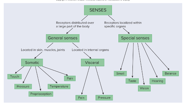 <p>Receptors distributed over a large part of the body</p><ul><li><p><strong>somatic senses</strong></p></li><li><p><strong>visceral senses</strong></p></li></ul><p></p>