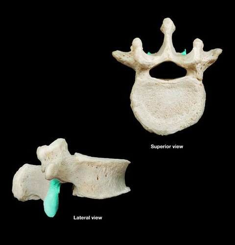 <p>smooth, nearly flat articular surface</p>