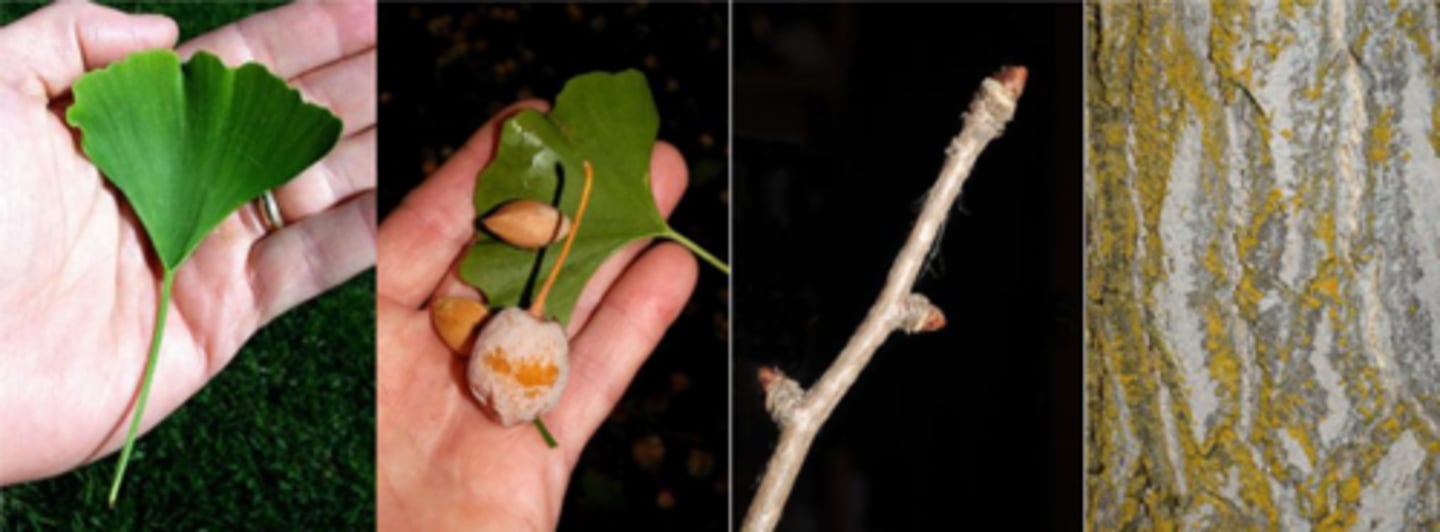 <p>Leaves: deciduous, alternate, flabellate (fan-shaped); petiole 1-3 ¼" long; blade ~3long and ~4" wide; with or without narrow apical sinus; small, dichotomous venation; borne on long shoots at the tips of branches, but on older growth only on short, spur branches; brilliant pale yellow or orange-yellow fall foliage; all leaves drop within a few days. </p><p>Twigs: scaly brown, short and stout buds, terminal bud present; estipulate (no stipule scars); homogeneous pith</p><p>Flowers: dioecious (male and female flowers on separate trees); naked ovule; wind-pollinated; globose; ripened fruit has a rancid butter odor </p><p>Factoids: monotypic all the way up to Order! From Late Mesozoic (~150 million years ago).</p>