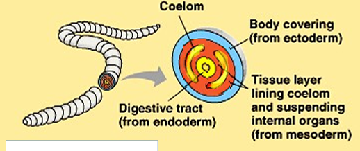 <p><strong>Outer covering</strong> (epidermis, hair, nails, enamel) and <strong>central nervous system</strong>.</p>