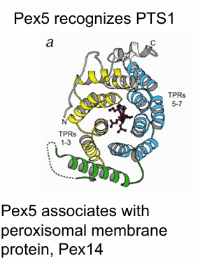 <ul><li><p>Contains 7 TPR motifs </p></li><li><p>Each motif has 2 a-helices connected by a loop&nbsp;</p></li><li><p>The 7 TRP motifs form a PTS1 binding pocket&nbsp;</p></li><li><p>Inside pocket: PTS1 tripeptide&nbsp;</p></li></ul><p></p>
