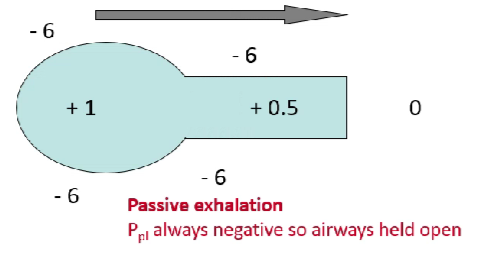 <ul><li><p>You always have a -ve intrapleural pressure.&nbsp;</p></li><li><p>During expiration we generate a slightly&nbsp;positive P<sub>A</sub>&nbsp;</p><ul><li><p>Because of recoil compared to barometric pressure</p></li></ul></li><li><p>Then get a fall in pressure as we move through the airways towards the mouth&nbsp;</p></li><li><p>But because P<sub>pl</sub> is –ve the airways will always be held open.</p></li></ul>